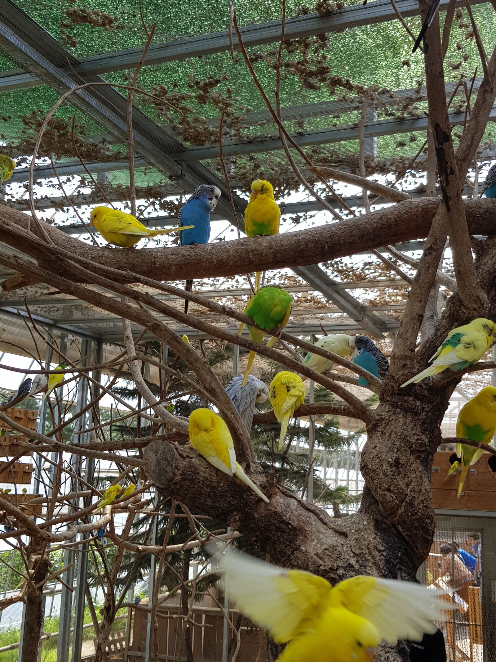 Samsung Galaxy S8 sample photo. Bird, bird park, birds photography