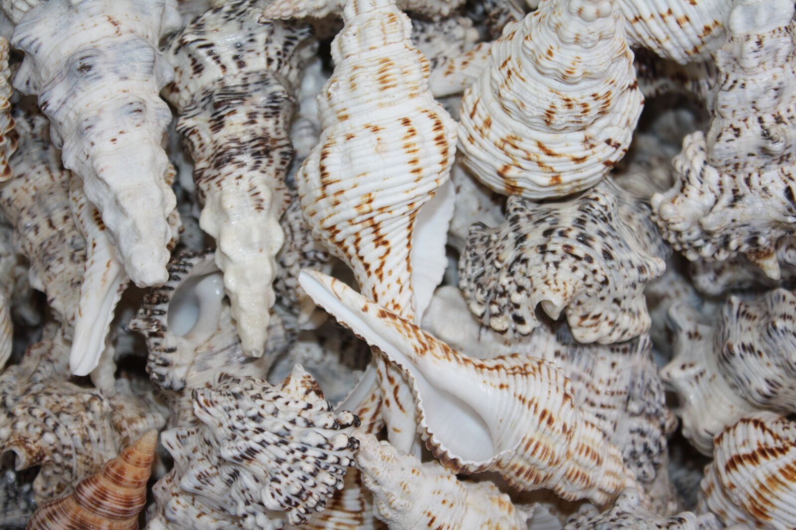 Canon EOS 450D (EOS Rebel XSi / EOS Kiss X2) sample photo. Mussels, decoration, deco photography
