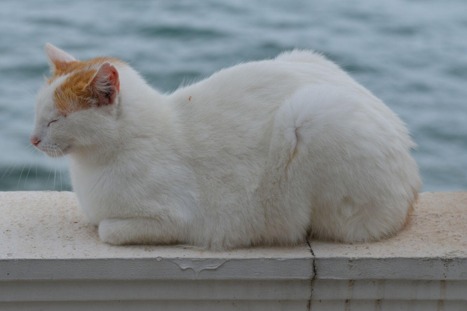 Nikon D3200 sample photo. Nature, sea, cat photography