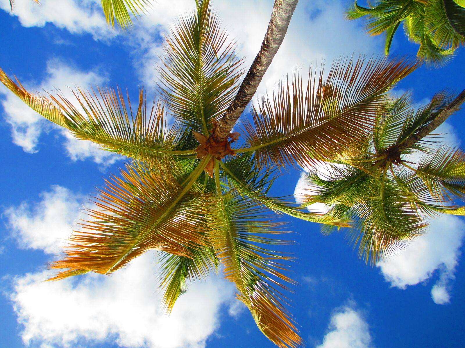 Canon PowerShot A4000 IS sample photo. Sky, palm, tree photography