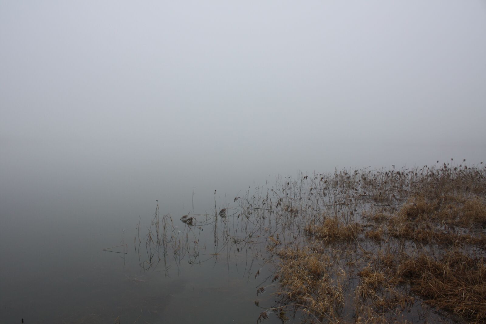 Canon EOS 450D (EOS Rebel XSi / EOS Kiss X2) sample photo. Winter, water, fog photography