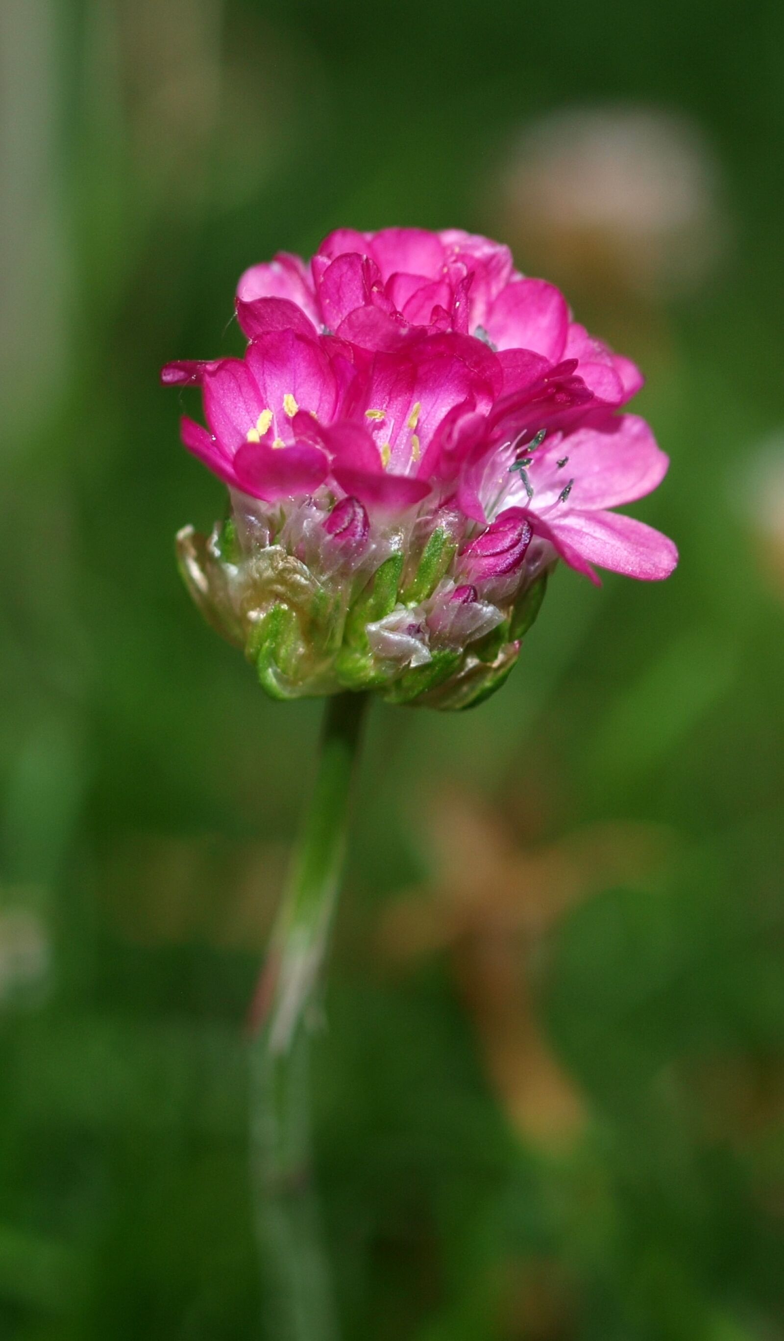 Olympus E-520 (EVOLT E-520) sample photo. Nature, flora, flower photography