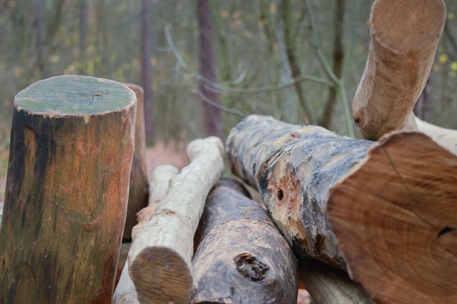 Nikon D3200 sample photo. Forest, wood, tree photography