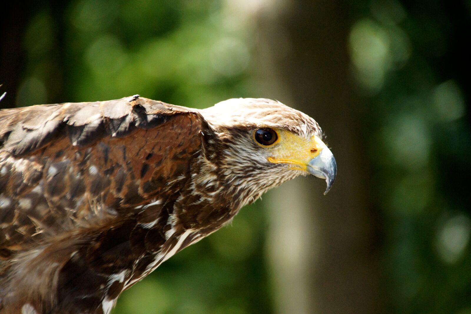 Sony SLT-A77 + DT 18-270mm F3.5-6.3 SSM sample photo. Bird, eagle, nature photography