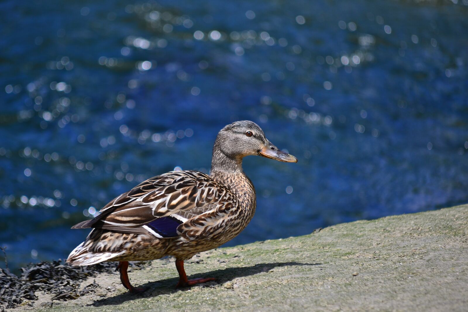 Nikon D3100 sample photo. Duck, ave, pen photography