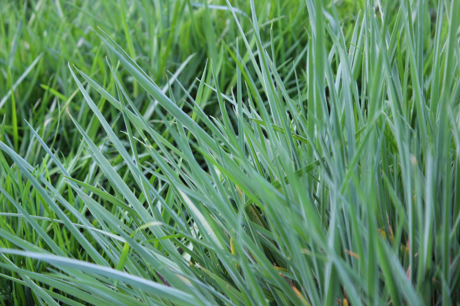 Canon EOS 600D (Rebel EOS T3i / EOS Kiss X5) sample photo. Blades of grass, meadow photography