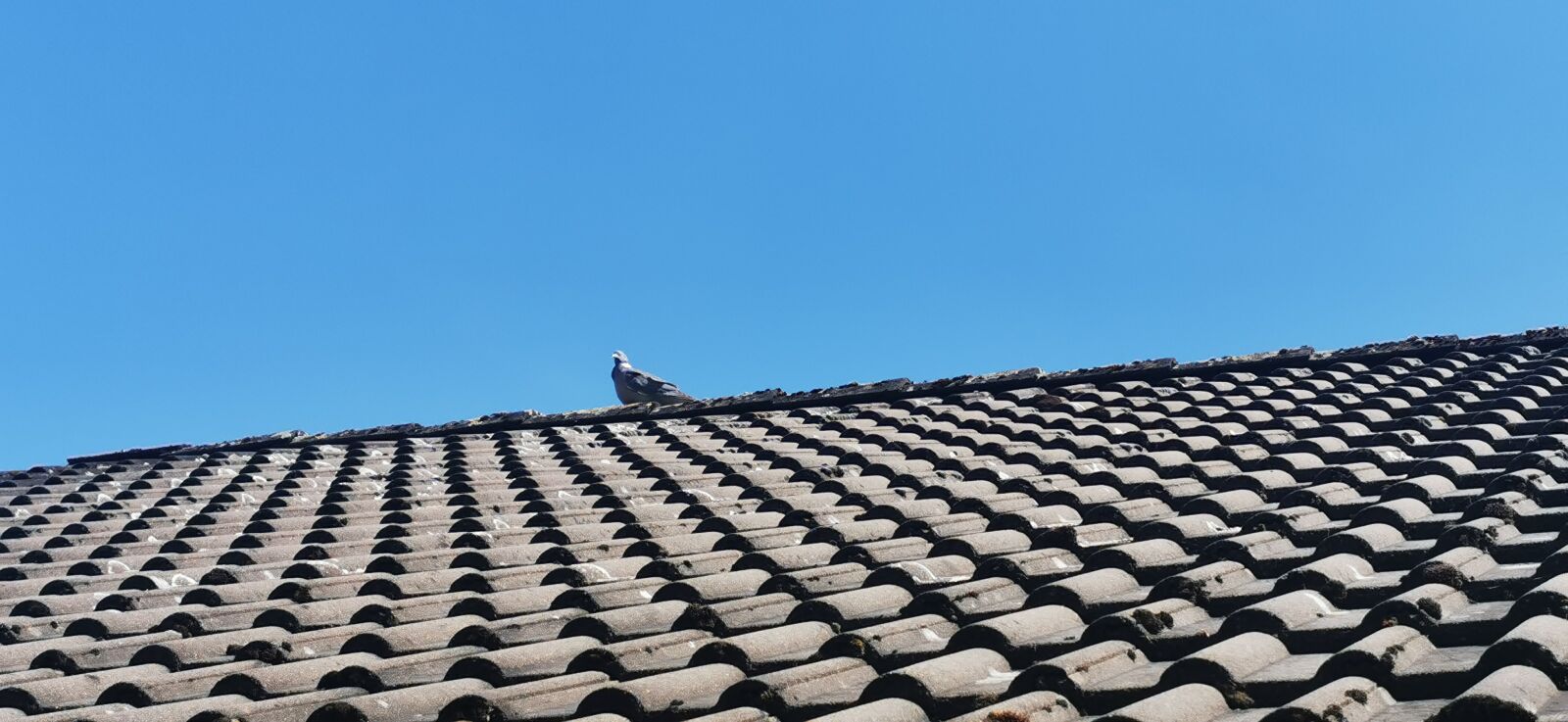 HUAWEI P30 Pro sample photo. Bird, roof, sky photography