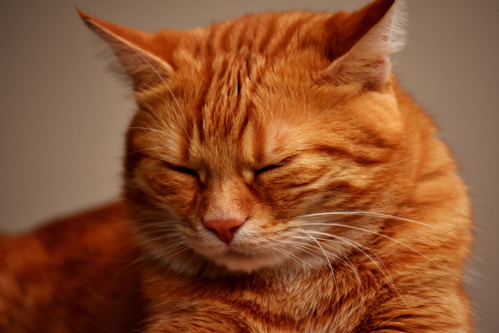 Nikon D7200 sample photo. Cat, mackerel, photograph photography