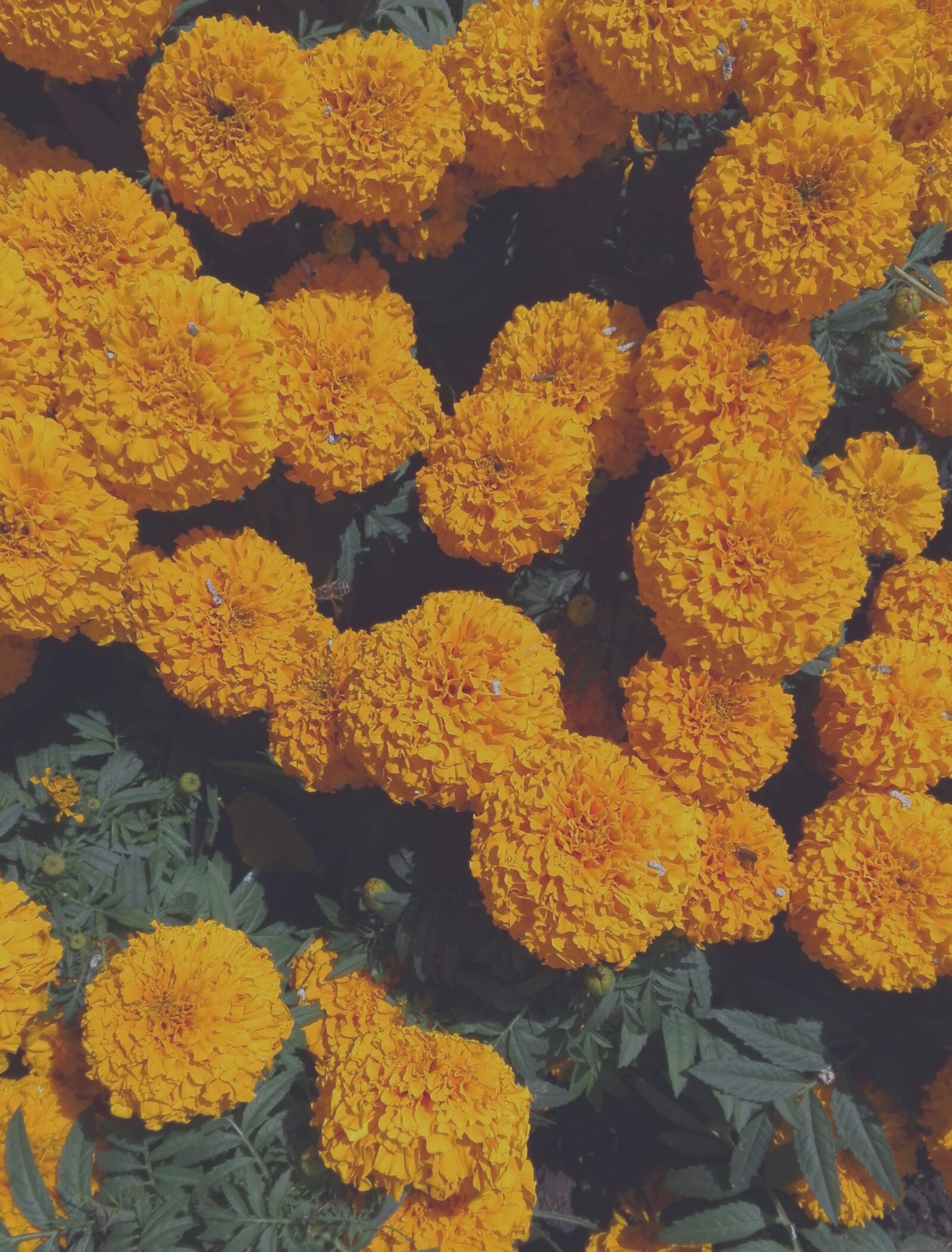 HUAWEI P8 Lite sample photo. Cempasuchil, dia de muertos photography