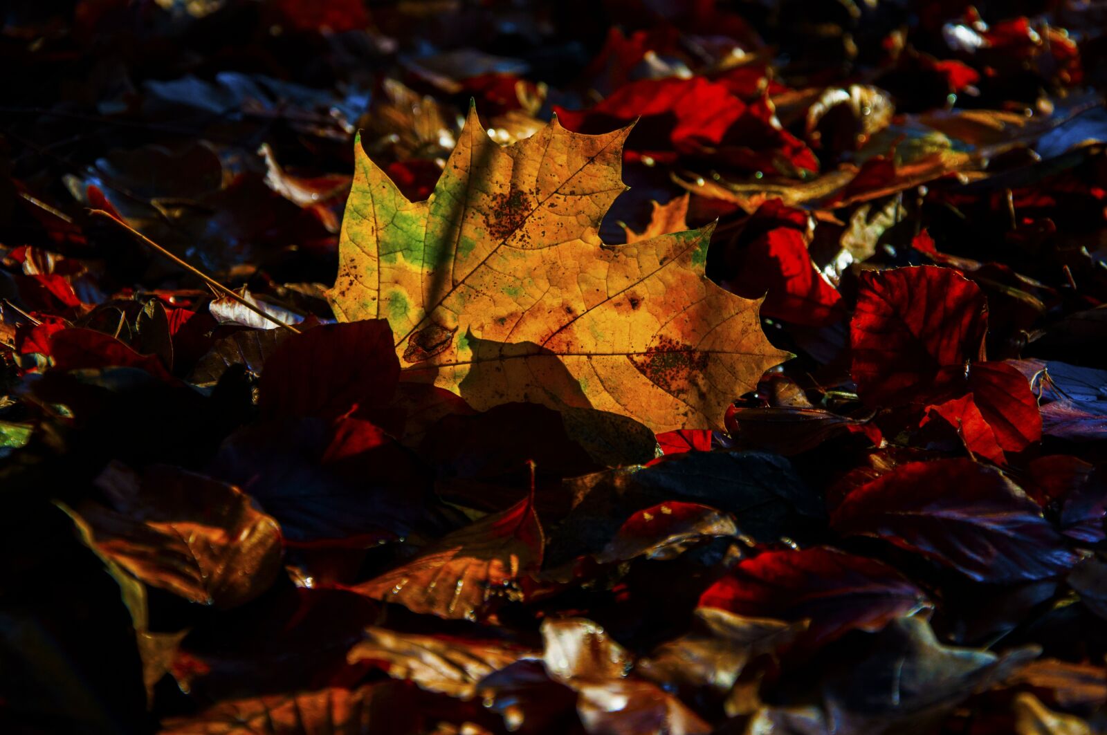 Nikon D90 sample photo. Autumn, leaf, forest photography