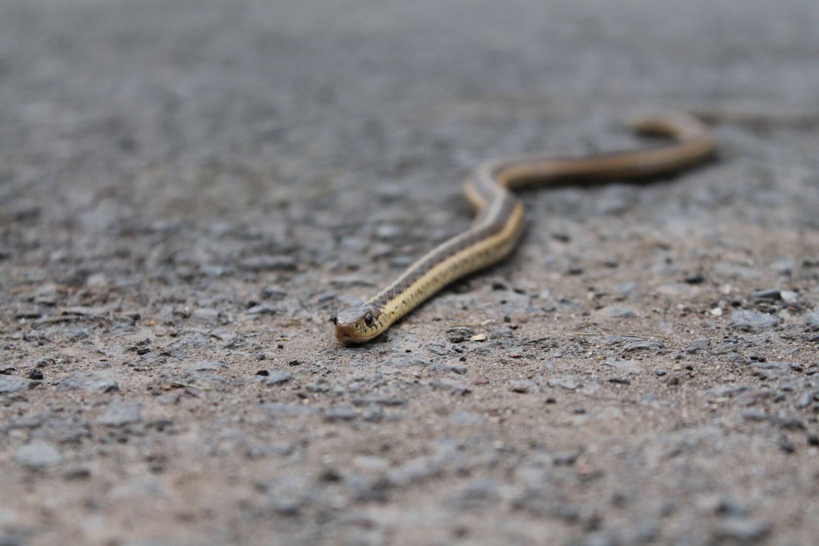 Canon EOS 1100D (EOS Rebel T3 / EOS Kiss X50) sample photo. Snake, gravel, animal photography