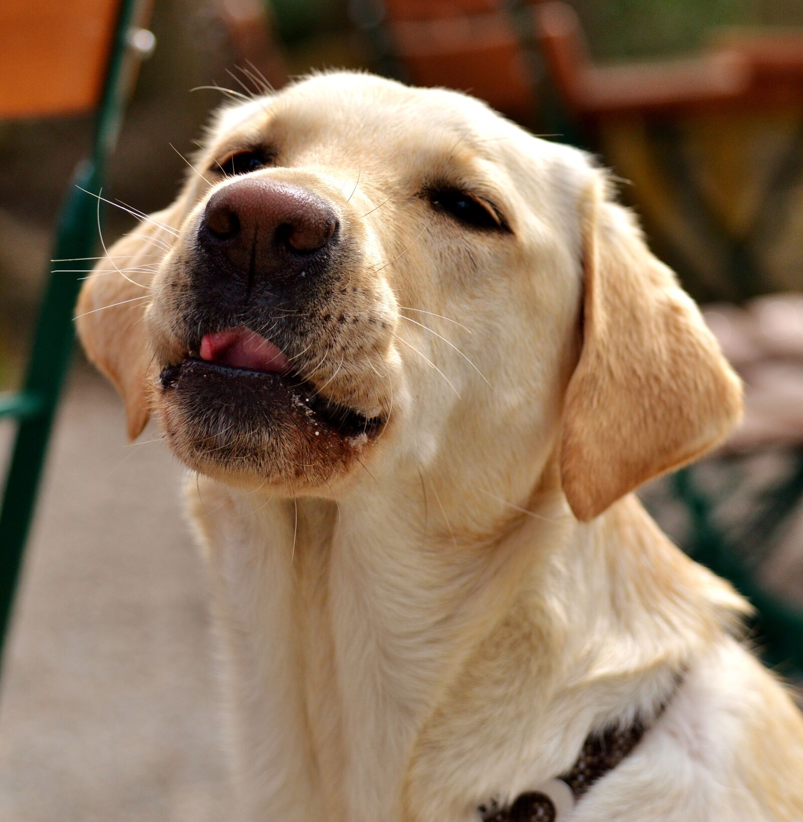 Nikon D3200 sample photo. Labrador, dog, sweet photography