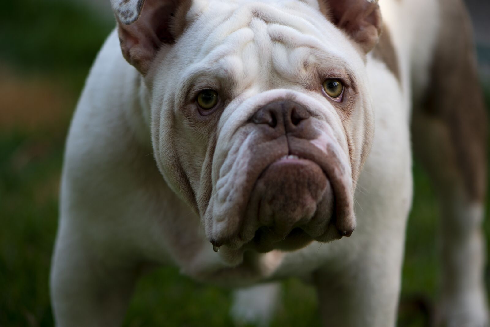 Nikon D3400 sample photo. British, british bulldog, mans photography