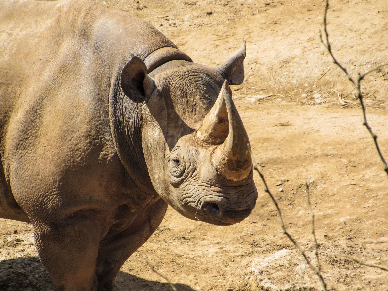 Canon PowerShot SX530 HS sample photo. Rhino, zoo, animal photography