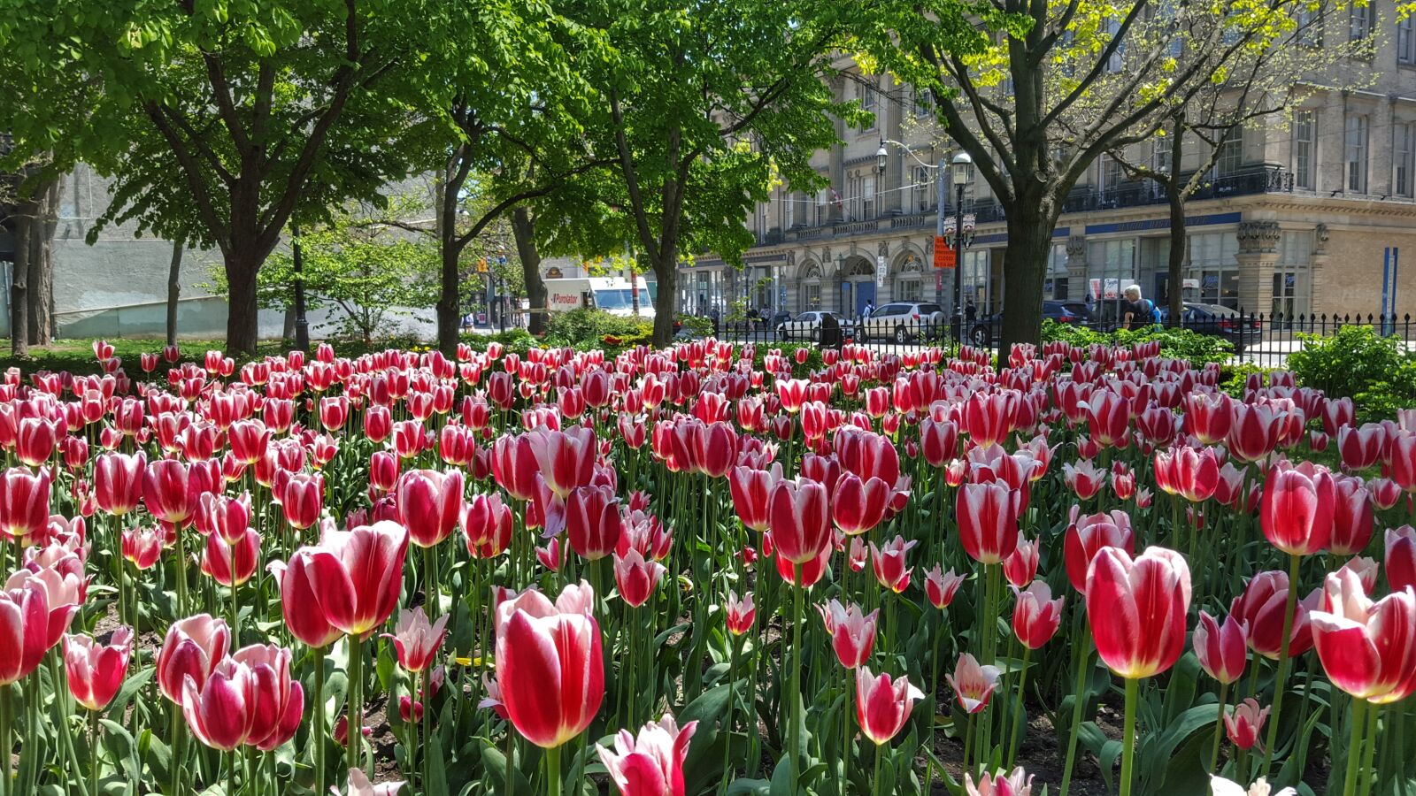 Samsung GALAXY S6 edge sample photo. Tulip, flower, nature photography