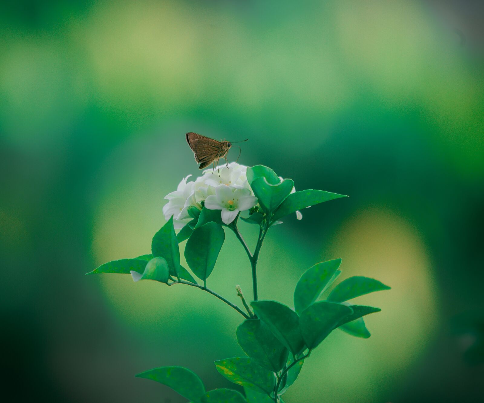 Nikon D700 sample photo. The, butterfly, flower photography