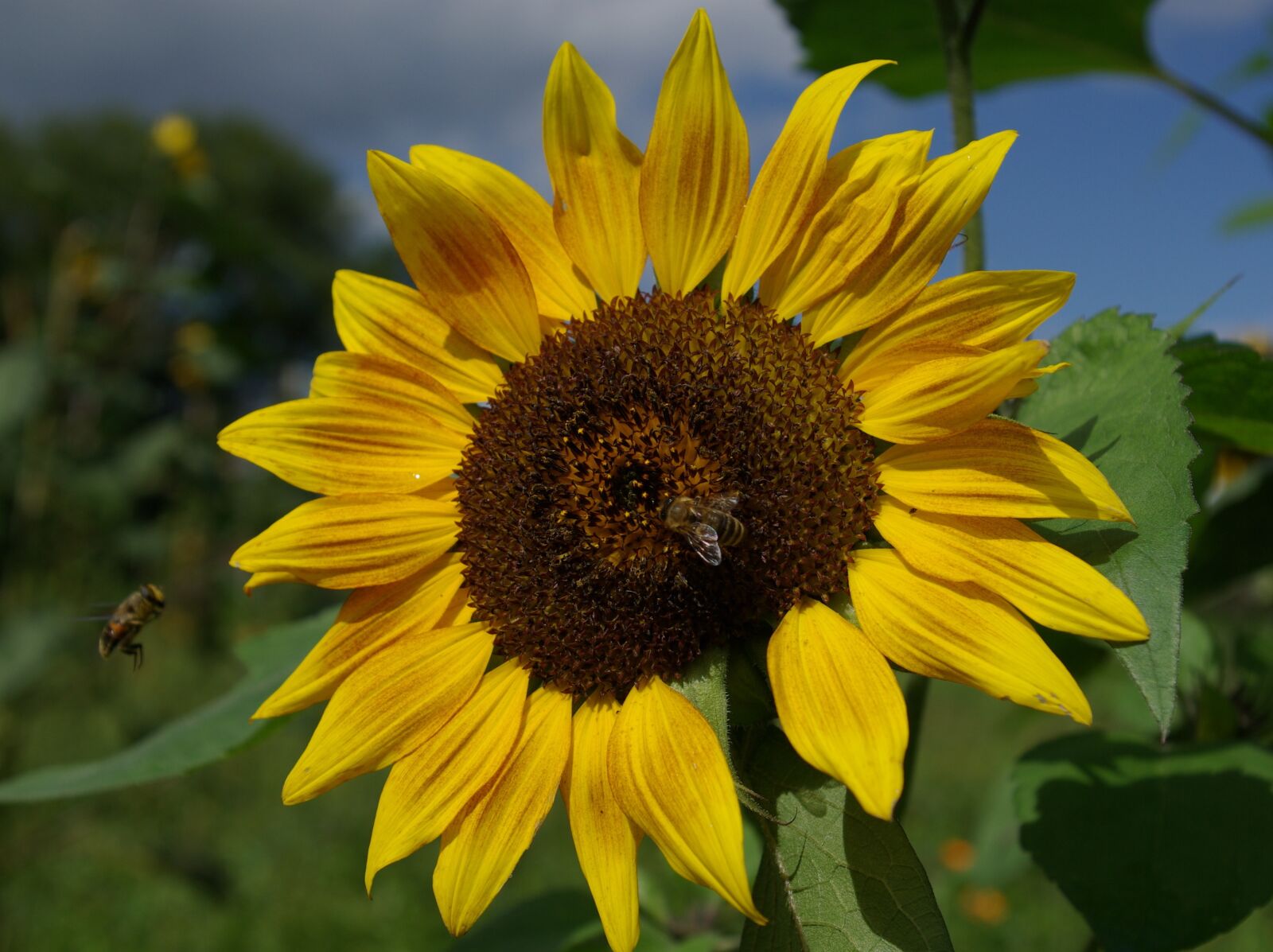 Pentax K10D sample photo. Sunflower, summer, yellow photography