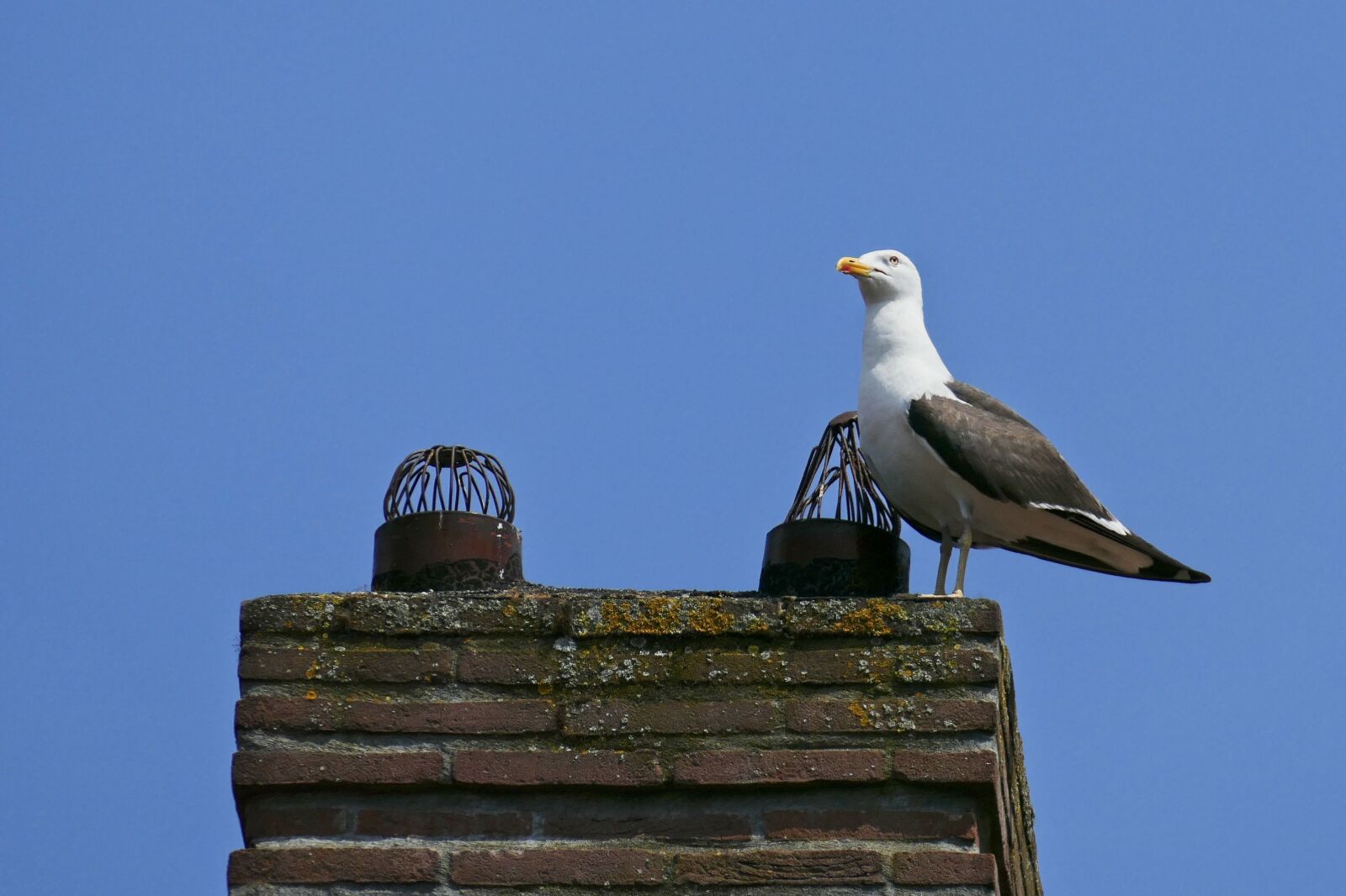Panasonic Lumix DMC-FZ1000 sample photo. Seagull, chimney, heaven photography