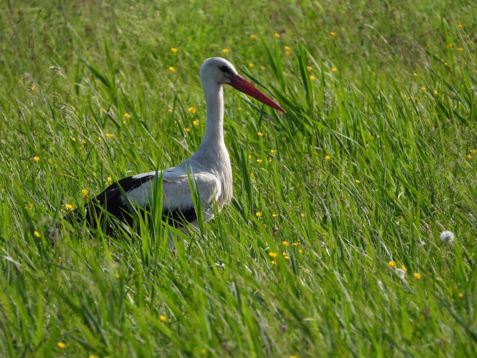 Nikon Coolpix P1000 sample photo. Stork, meadow, figure photography