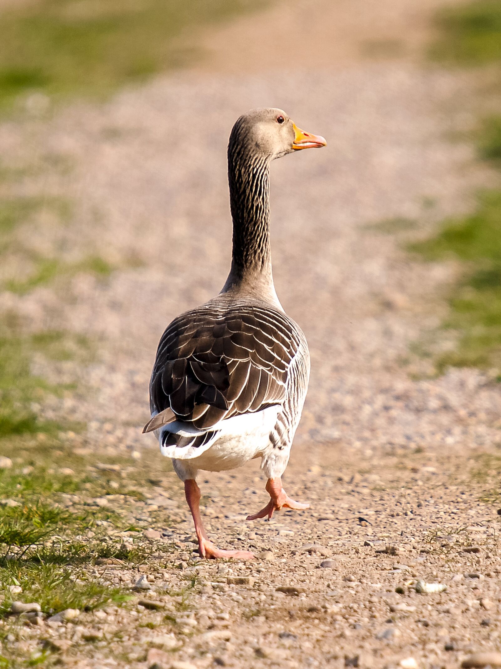 Olympus E-3 sample photo. Greylag goose, goose, bird photography