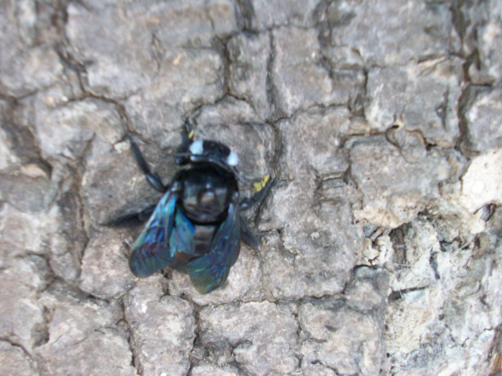 Kodak EASYSHARE M863 DIGITAL CAMERA sample photo. Insect, fly, bee photography