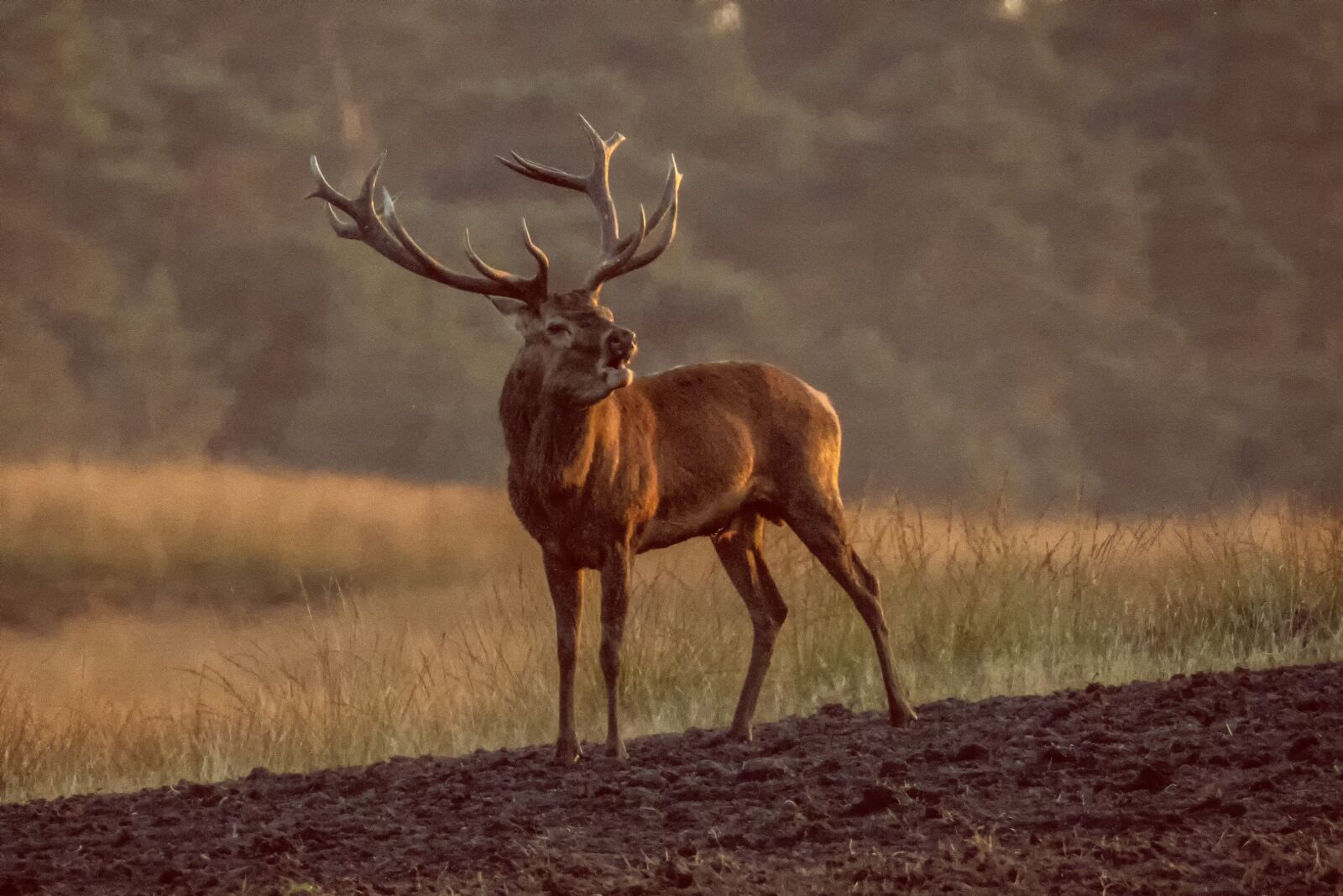 Canon EF 100-400mm F4.5-5.6L IS II USM sample photo. Silhouette, red deer, deer photography