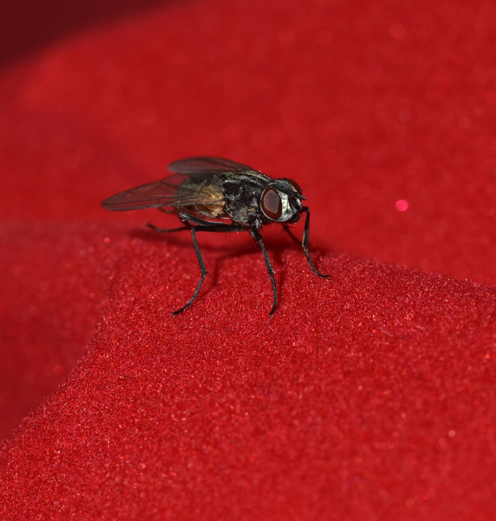 Nikon D750 sample photo. Fly, small, black photography