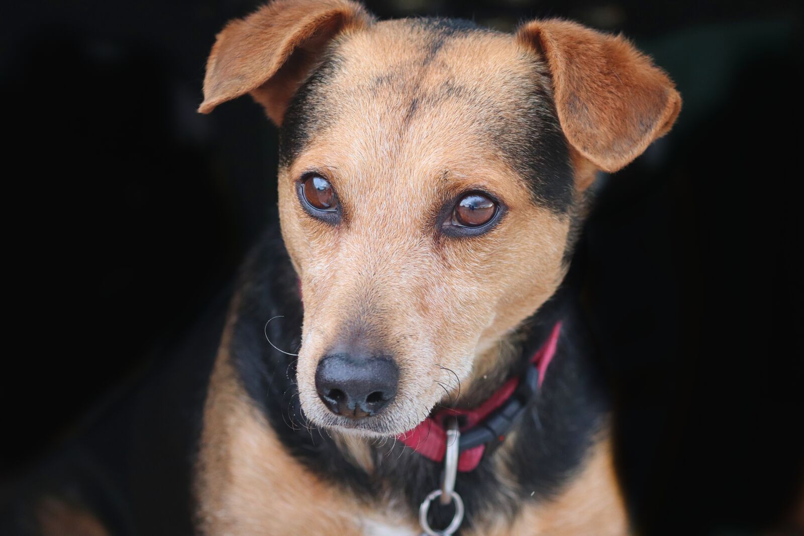 Canon EOS 200D (EOS Rebel SL2 / EOS Kiss X9) sample photo. Dog, friend, hybrid photography