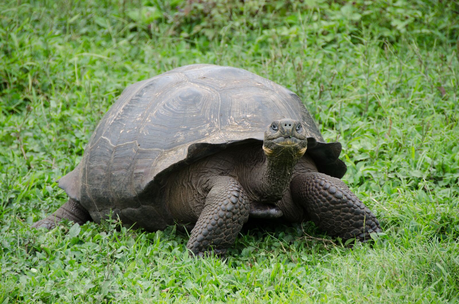 Nikon D5100 sample photo. Galapagos islands, galapagos tortoise photography