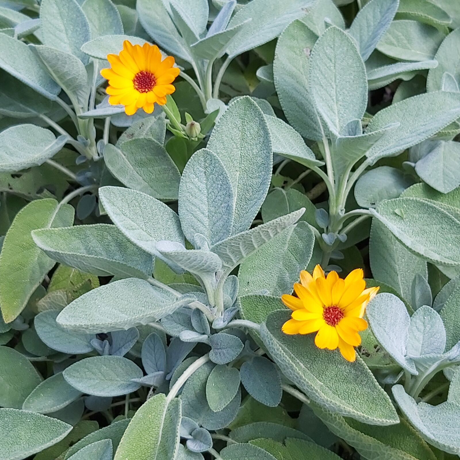 Samsung Galaxy A70 sample photo. Sage, medicinal plant, herb photography