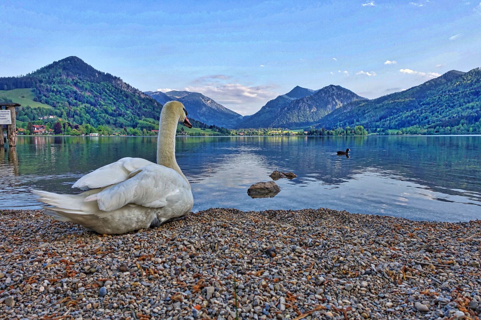 Sony Cyber-shot DSC-RX100 III sample photo. Swan, lakeside, mountains photography