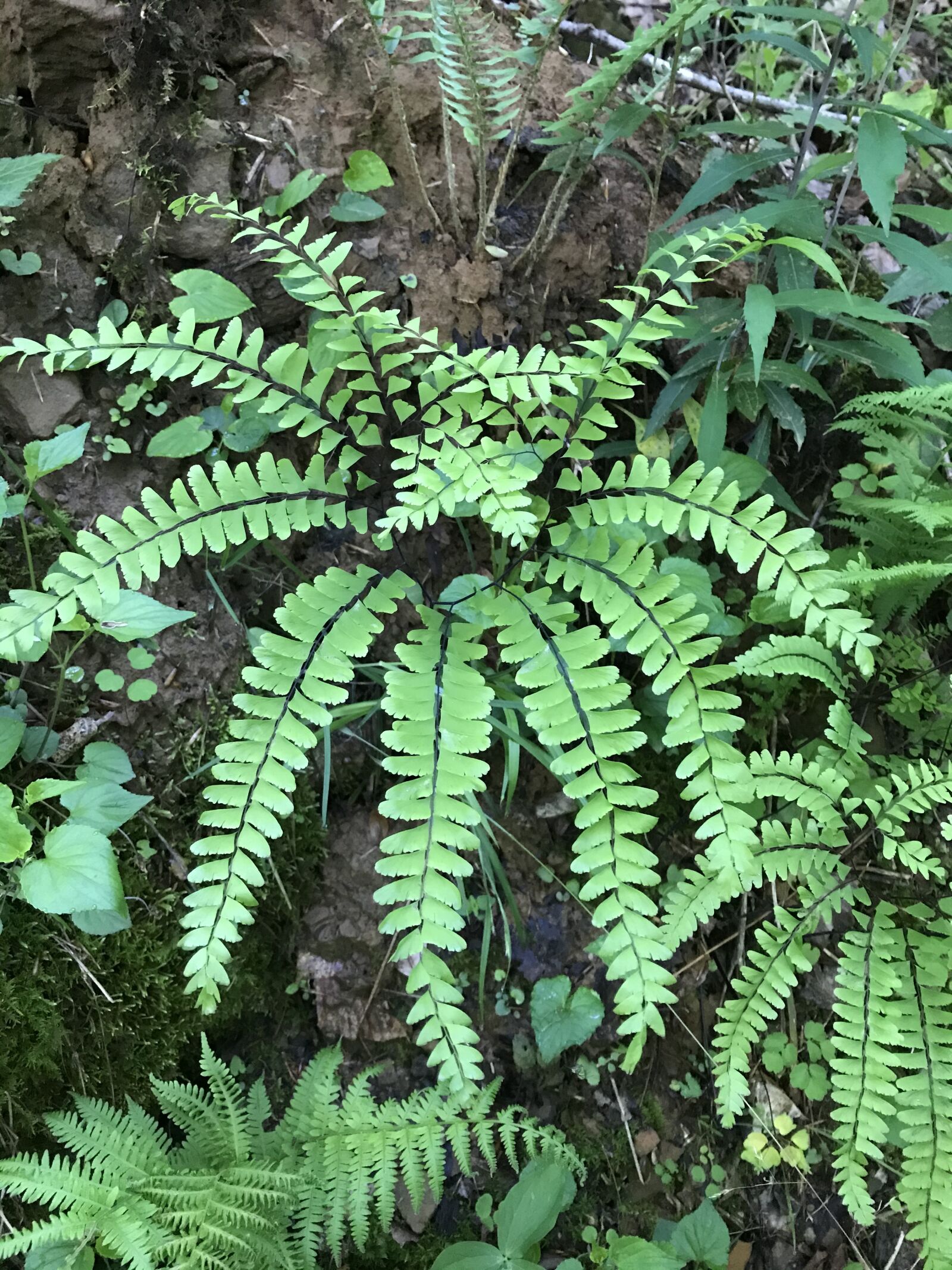 iPhone 7 back camera 3.99mm f/1.8 sample photo. Fern, maiden hair fern photography