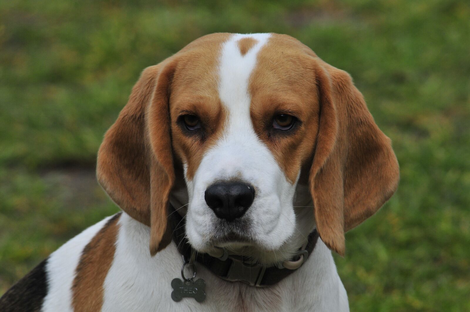 Nikon D300 sample photo. Beagle, friend, dog photography
