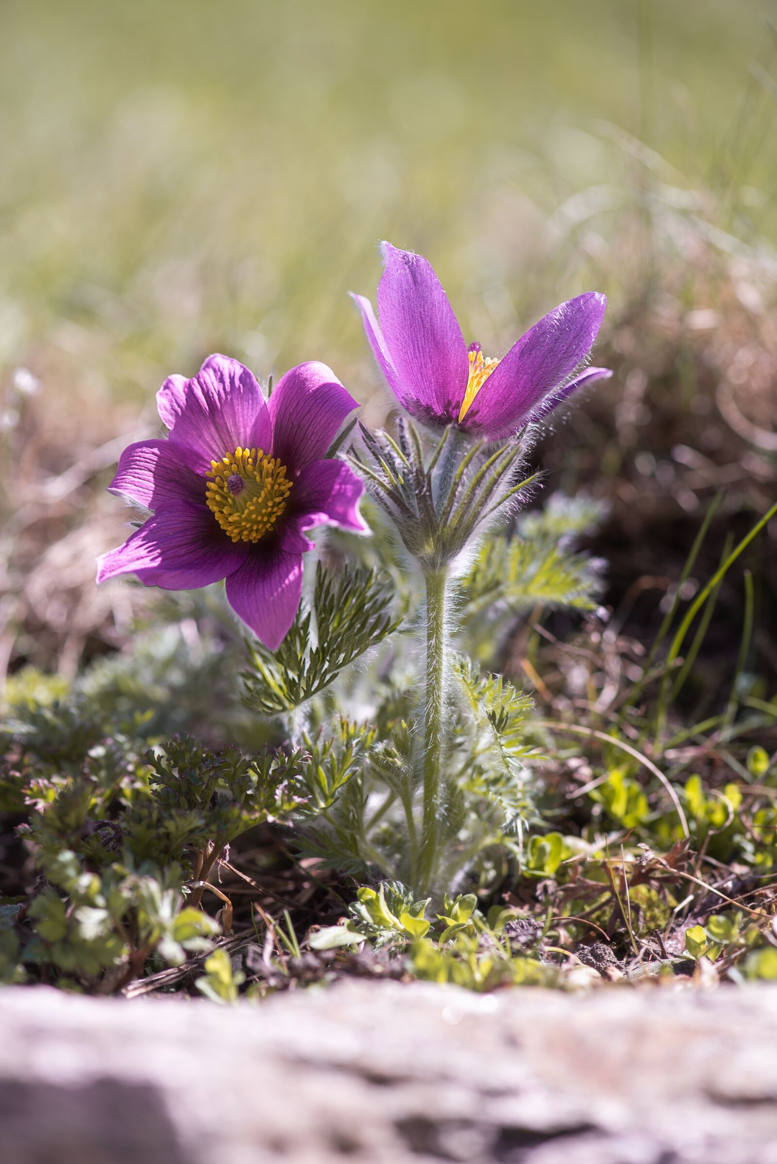 Nikon D750 sample photo. Anemone, purple, purple anemone photography
