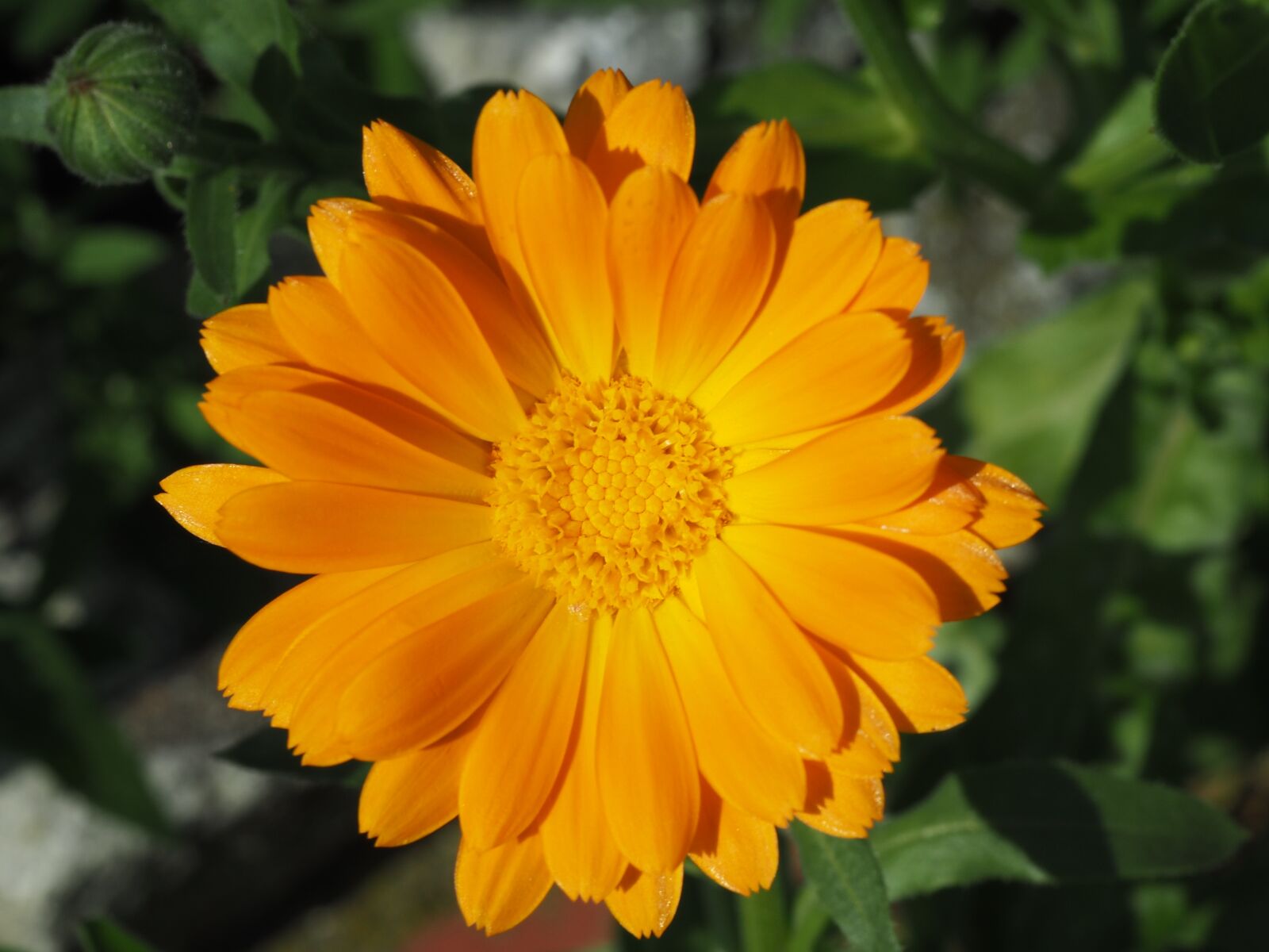 Olympus OM-D E-M10 sample photo. Marigold, orange, gardening photography
