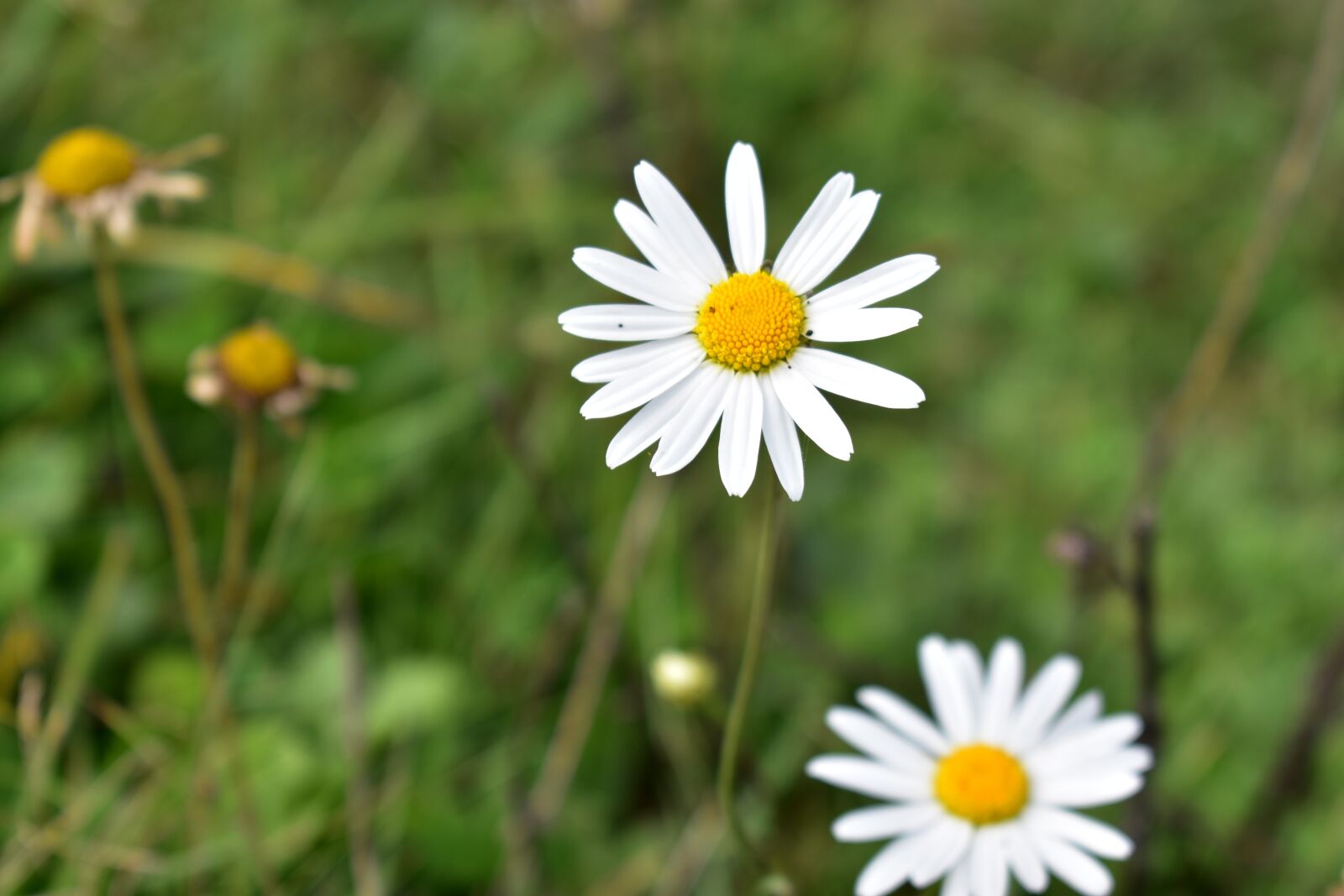 Nikon D3400 sample photo. Flowers, nature, blossom photography