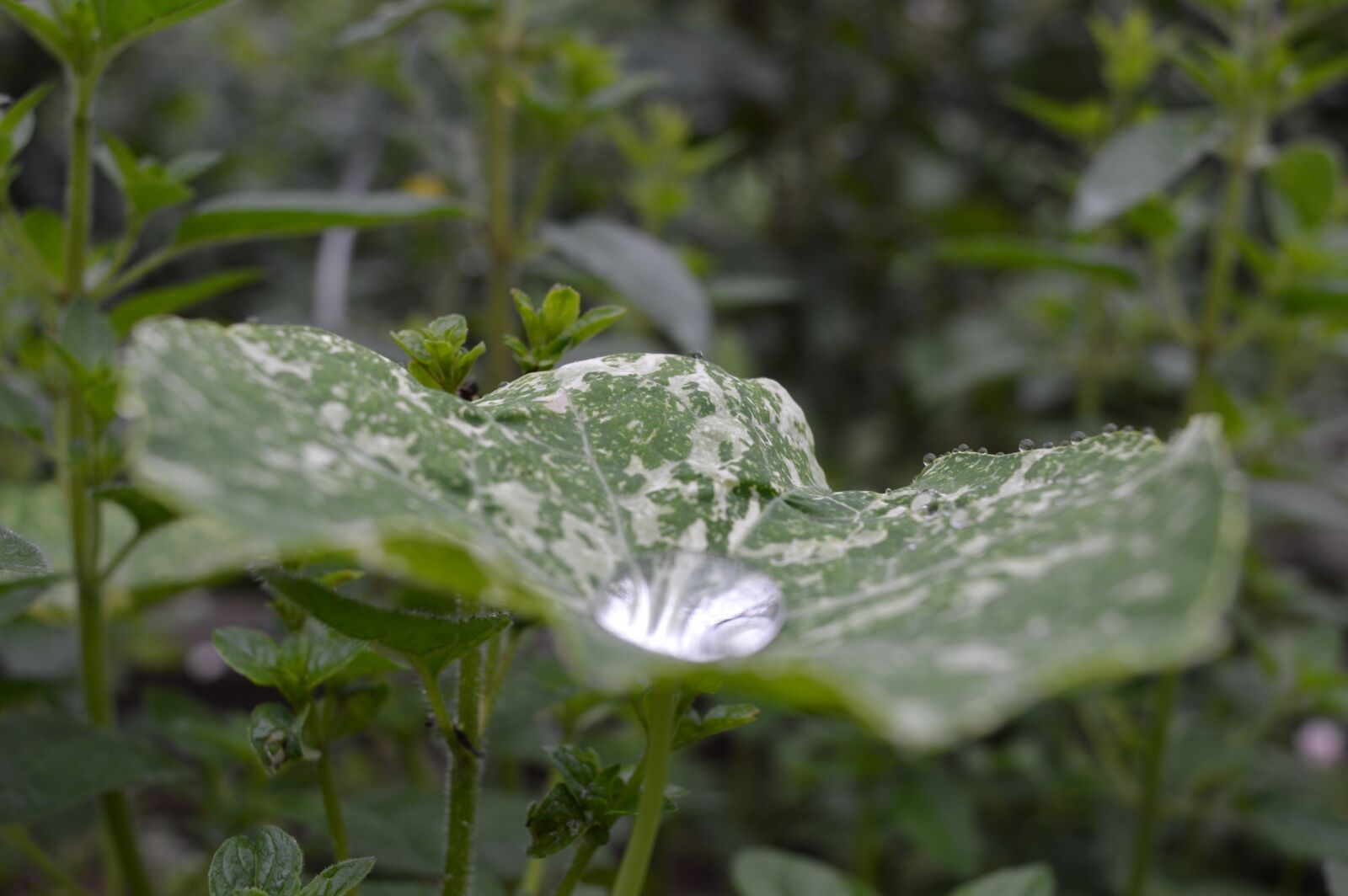 Nikon D3200 sample photo. Drop, water, nature photography