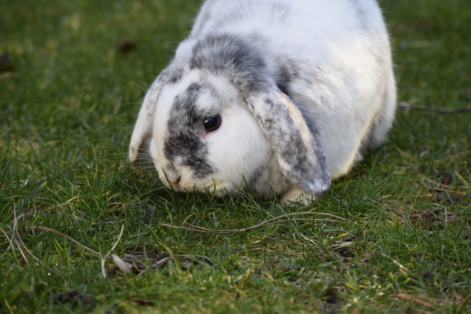Nikon D3300 sample photo. Rabbit, hare, easter photography
