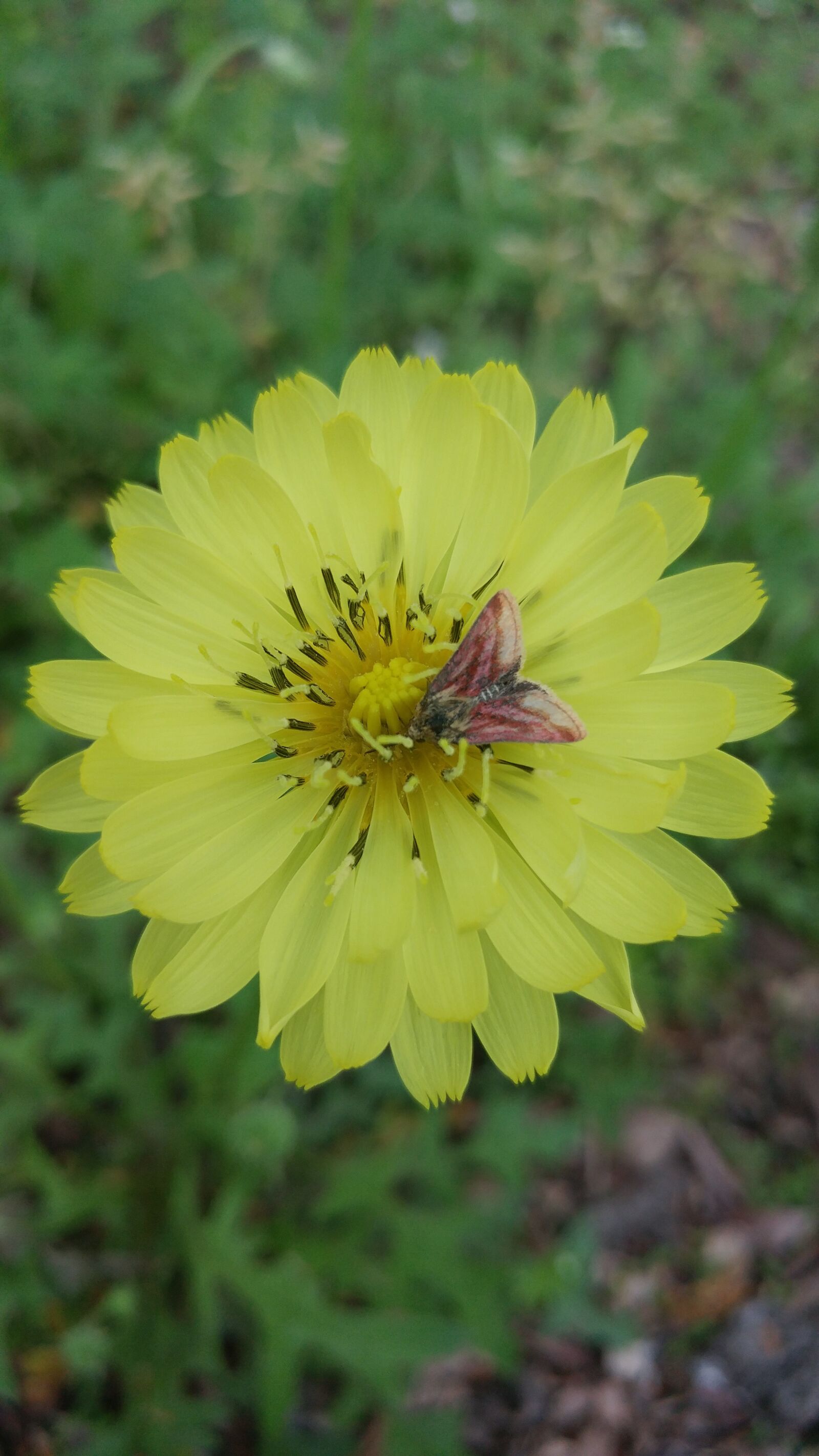 LG G5 sample photo. Nature, flower, flora photography