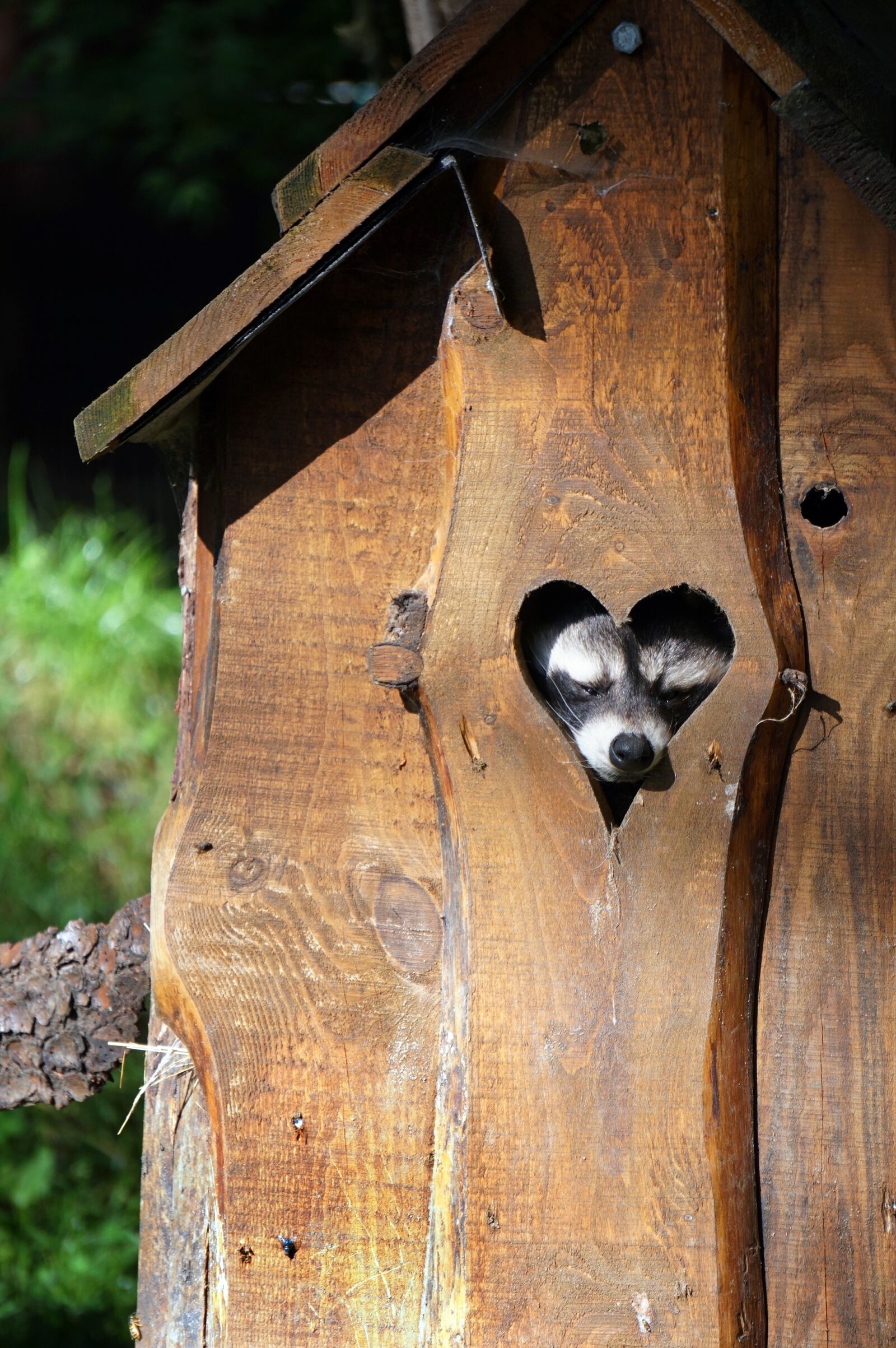 Sony a6300 + Sony E 55-210mm F4.5-6.3 OSS sample photo. Raccoon, heart, cute photography