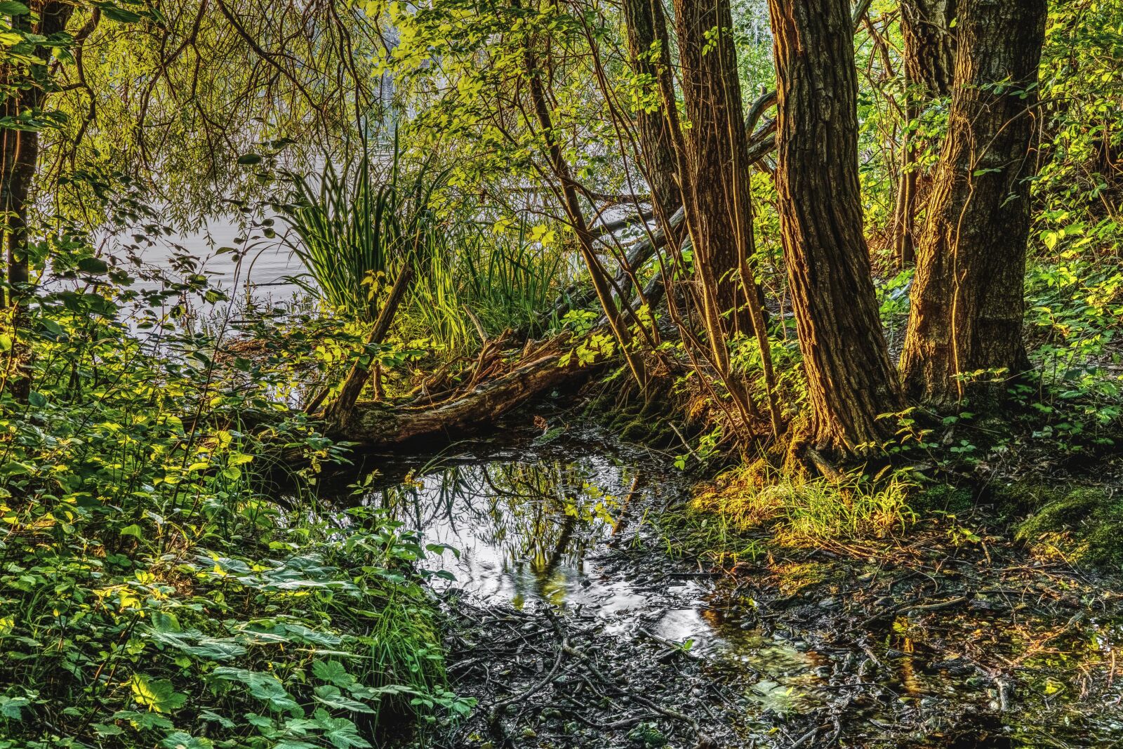 Sony a6300 + Sigma 30mm F2.8 EX DN sample photo. Swamp, water, mirroring photography