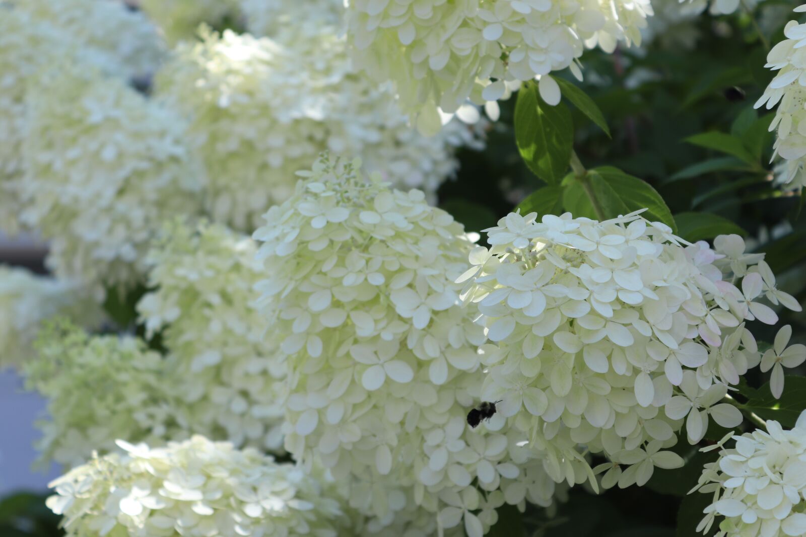 Canon EOS 200D (EOS Rebel SL2 / EOS Kiss X9) sample photo. Flowers, hydrangeas, bloom photography