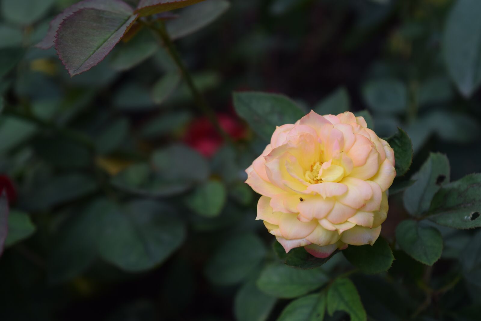 Nikon D3300 sample photo. Rose gold, tao dan photography