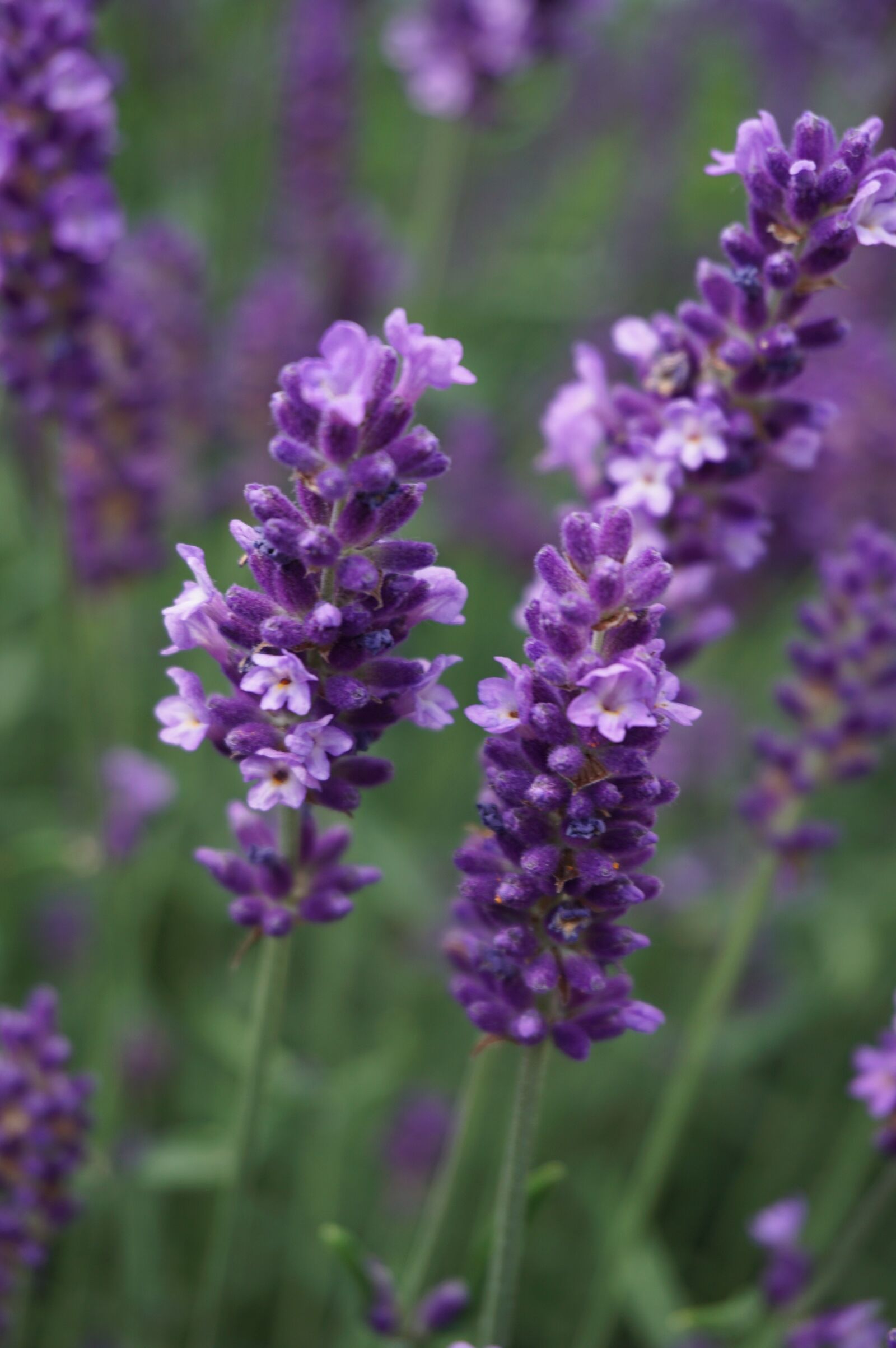 Sony a6000 sample photo. Lavender, herbs, plant photography