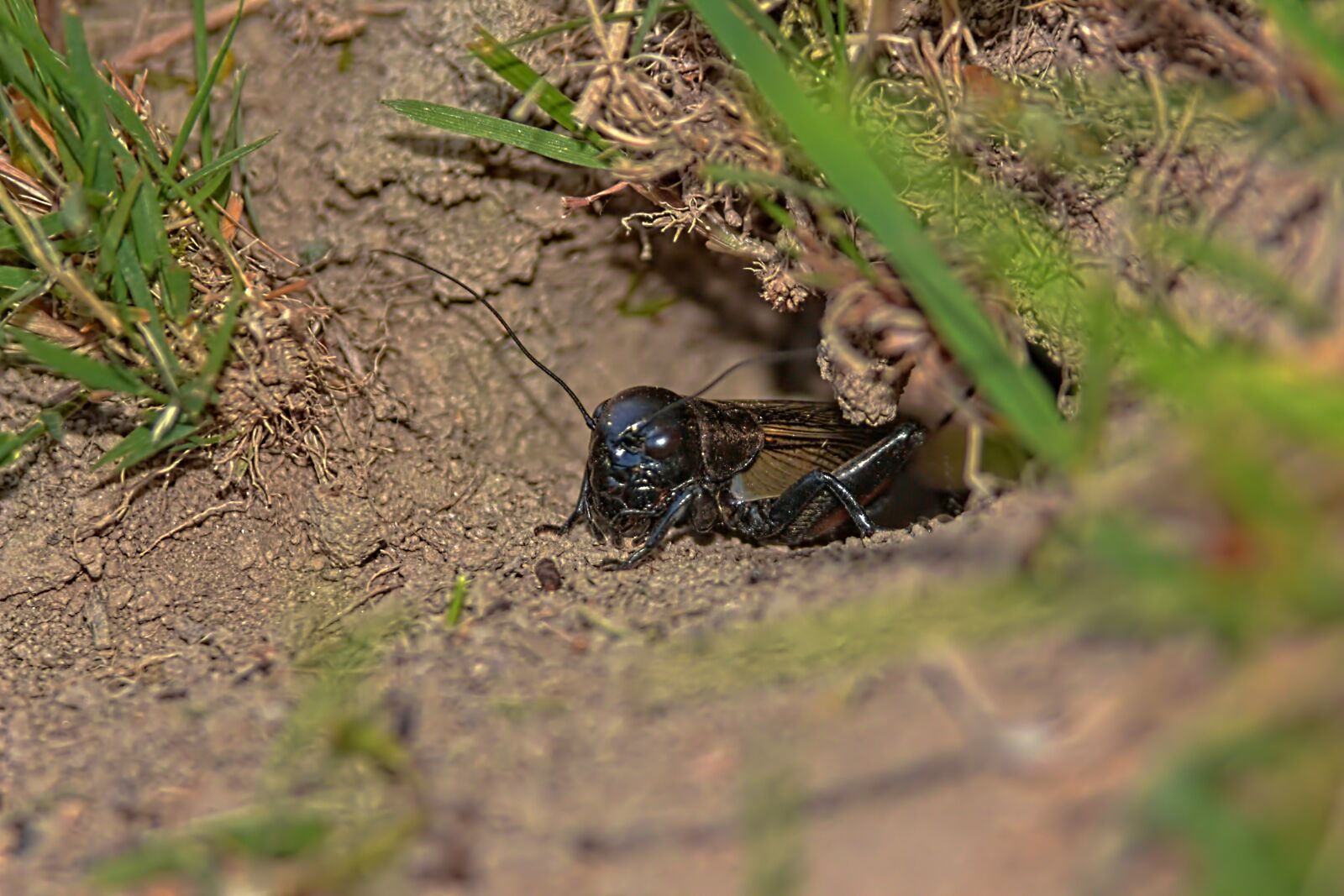 Canon EOS 650D (EOS Rebel T4i / EOS Kiss X6i) sample photo. Macro, cicada, insect photography