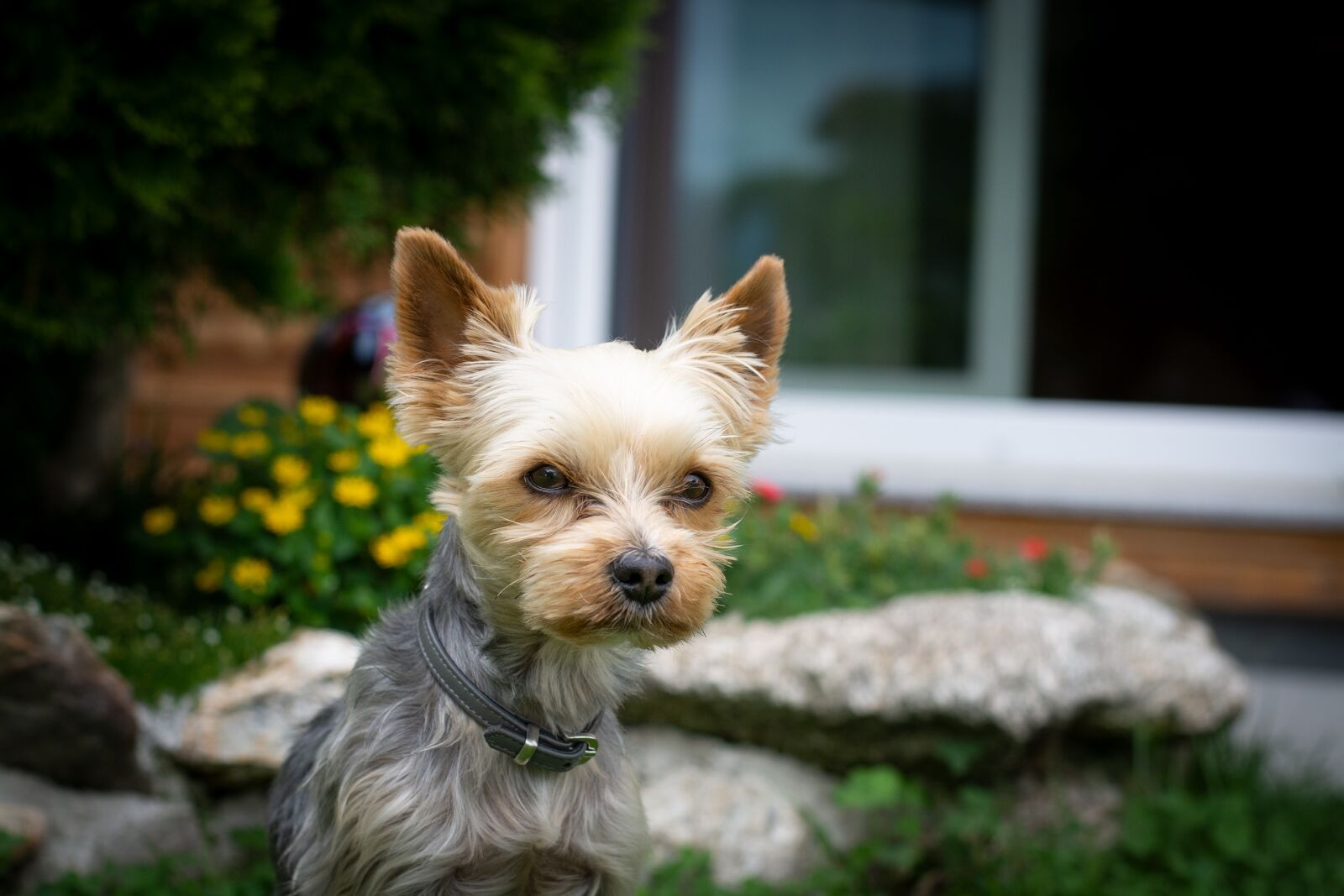 Nikon D7100 sample photo. Dog, animal, pet photography