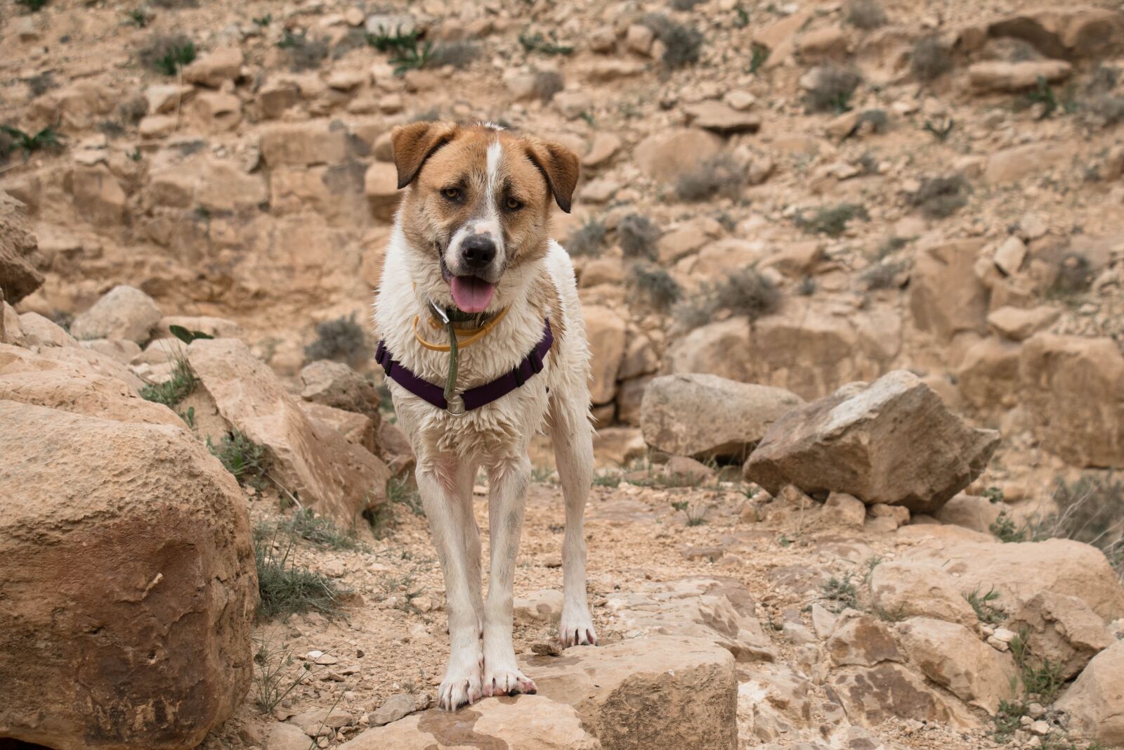 Canon EF-S 18-135mm F3.5-5.6 IS USM sample photo. Nature, animal, rock photography