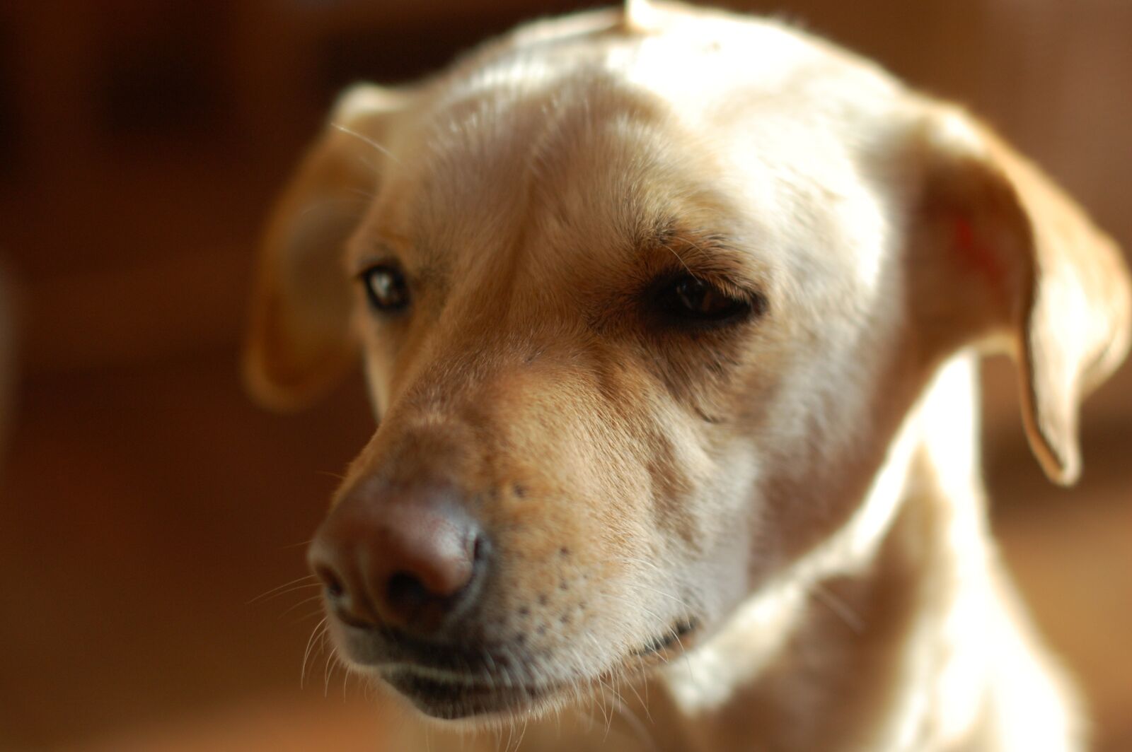 Nikon D40 sample photo. Dog, hybrid, animal photography
