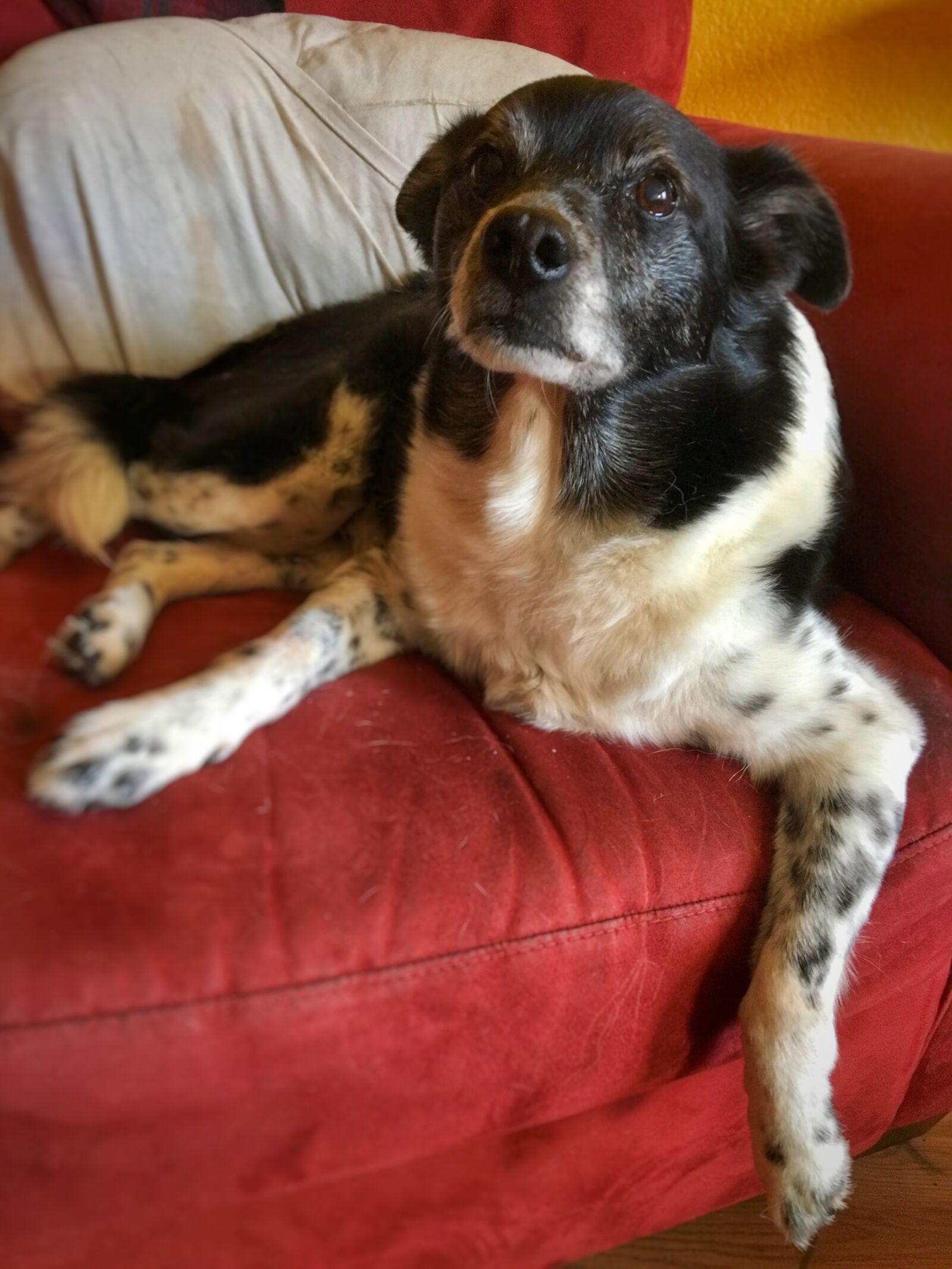 Apple iPhone 6s sample photo. Dog photography