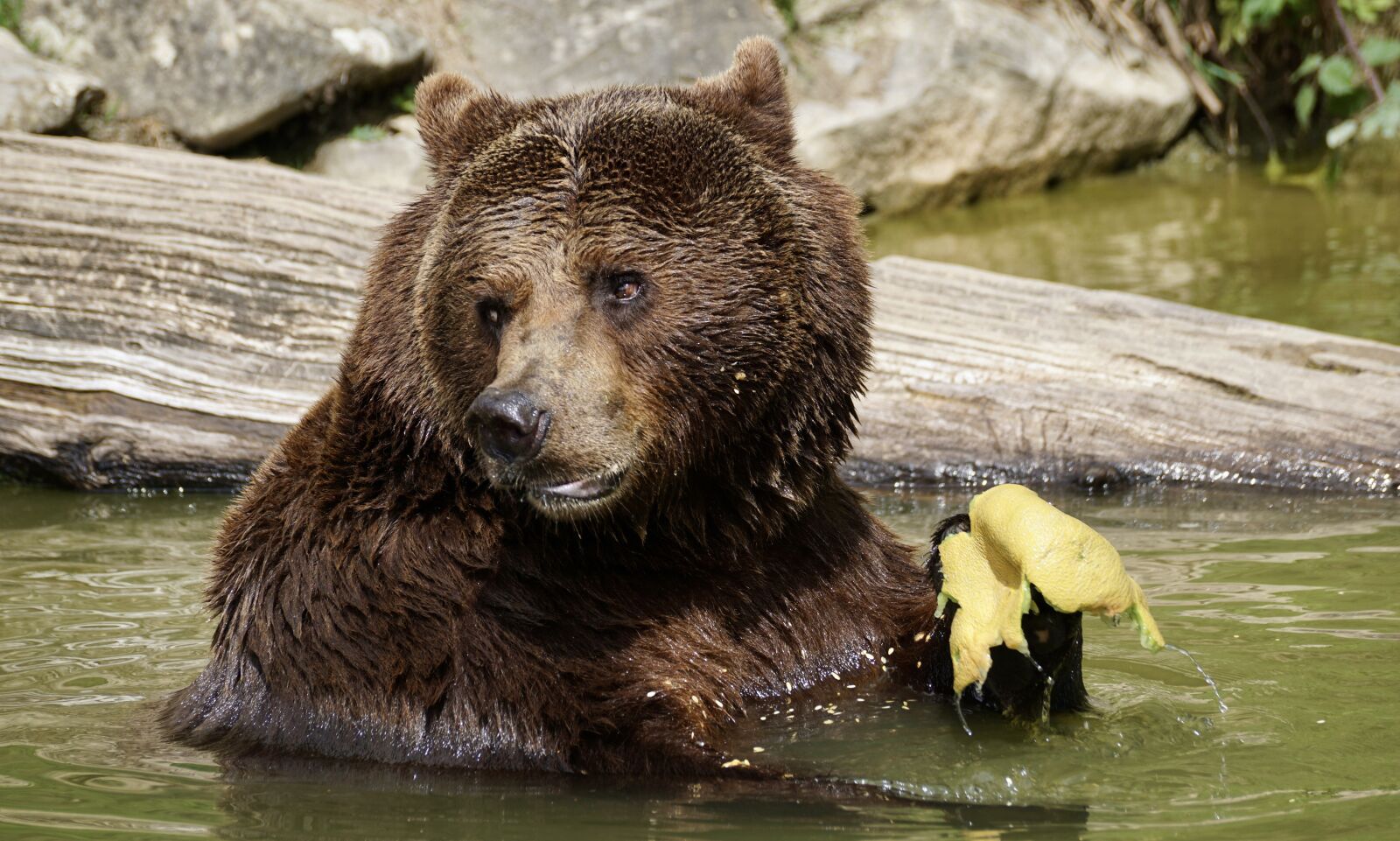 Sony DT 55-300mm F4.5-5.6 SAM sample photo. Bear, brown bear, animals photography
